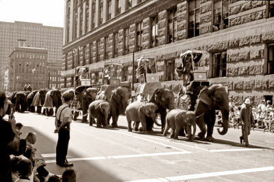 The Elephants that preceded us in the parade (Great Circus Parade, Milwaukee, 1964)
Photo by Don Daber
Keywords: 1964